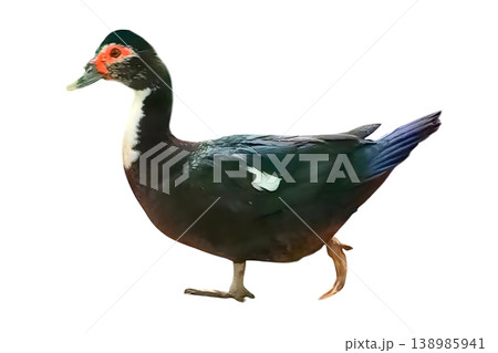 Cairina moschata isolated on white background 138985941
