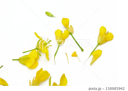 Mustard flower isolated on white background 138985942