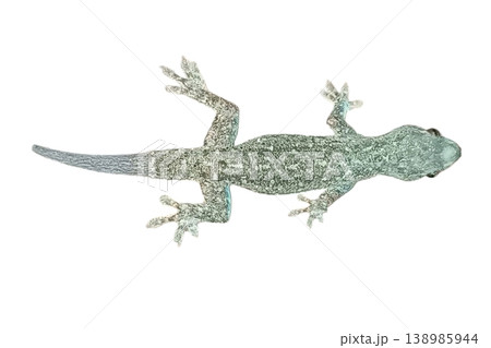 Lizard isolated on white background 138985944