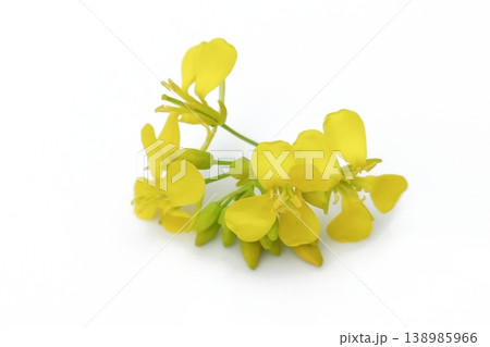 Mustard flower isolated on white background 138985966