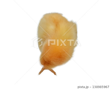 Chicks on white background Chicks on white background 138985967