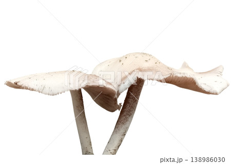 Mushroom isolated on white background 138986030