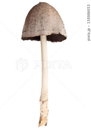 Mushroom isolated on white background Mushroom isolated on white background 138986053
