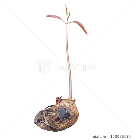 Small mango tree sapling isolated on white background 138986159