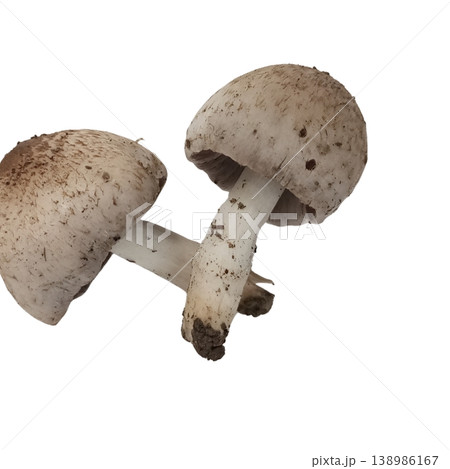 Mushroom isolated on white background Mushroom isolated on white background 138986167