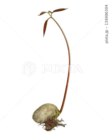 Small mango tree sapling isolated on white background Small mango tree sapling isolated on white background 138986304
