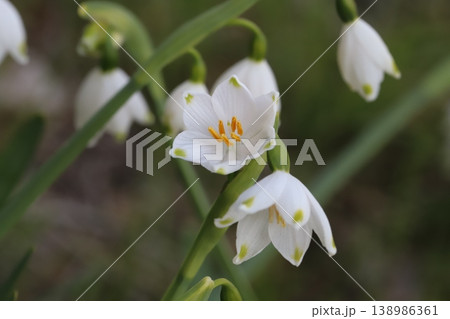 春の野原に咲く白い花びらの先端に緑色の斑点があるスノーフレークの花 春の野原に咲く白い花びらの先端に緑色の斑点があるスノーフレークの花 138986361