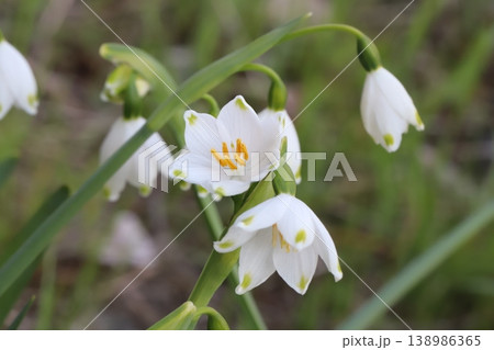 春の野原に咲く白い花びらの先端に緑色の斑点があるスノーフレークの花 春の野原に咲く白い花びらの先端に緑色の斑点があるスノーフレークの花 138986365