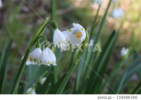 春の野原に咲く白い花びらの先端に緑色の斑点があるスノーフレークの花 138986366