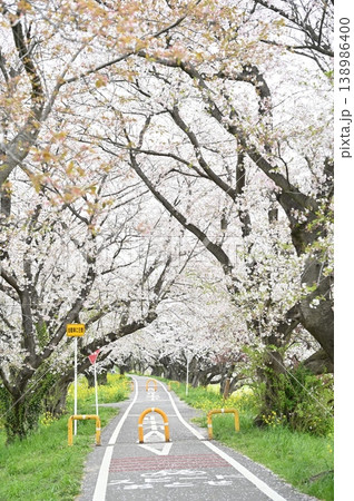 桜並木 桜並木 138986400