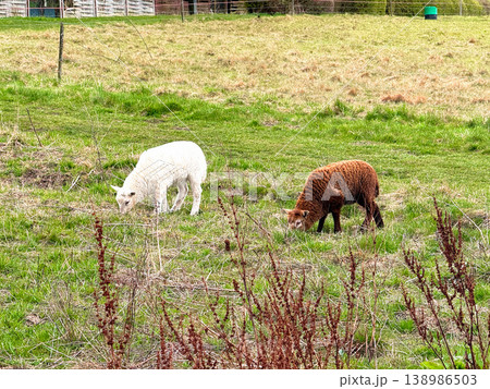 Sheep grazing on green meadow in countryside. Sheep grazing on green meadow in countryside. 138986503