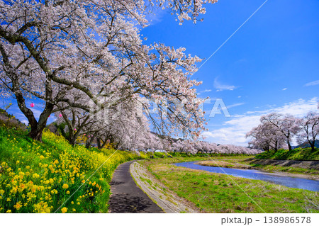 夏井千本桜 満開の桜並木と夏井川の清流 青空広がる春の風景 福島県小野町 夏井千本桜 満開の桜並木と夏井川の清流 青空広がる春の風景 福島県小野町 138986578