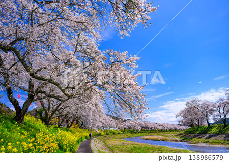 夏井千本桜 満開の桜並木と夏井川の清流 青空広がる春の風景 福島県小野町 夏井千本桜 満開の桜並木と夏井川の清流 青空広がる春の風景 福島県小野町 138986579