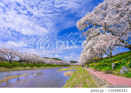 夏井千本桜 満開の桜並木と夏井川の清流 青空広がる春の風景 福島県小野町 138986581