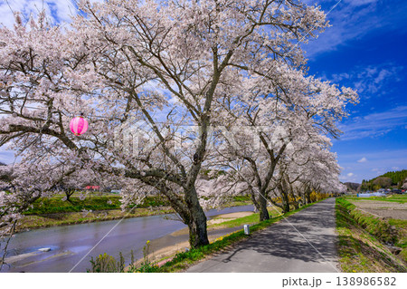 どこまでも続く桜のトンネル 満開の夏井千本桜と土手の遊歩道 福島県小野町 どこまでも続く桜のトンネル 満開の夏井千本桜と土手の遊歩道 福島県小野町 138986582