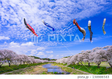 青空に躍動する鯉のぼりと満開の夏井千本桜 活気あふれる春の風景 福島県 138986583
