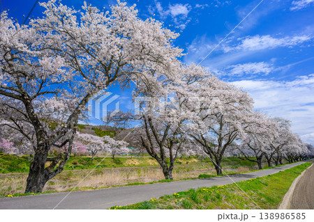 どこまでも続く桜のトンネル 満開の夏井千本桜と土手の遊歩道 福島県小野町 どこまでも続く桜のトンネル 満開の夏井千本桜と土手の遊歩道 福島県小野町 138986585