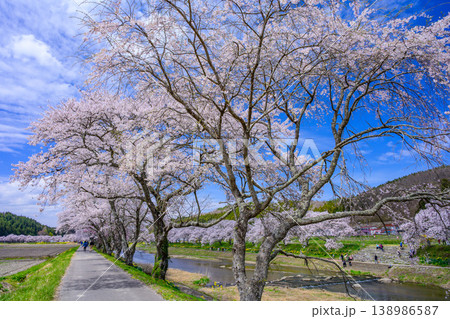 どこまでも続く桜のトンネル 満開の夏井千本桜と土手の遊歩道 福島県小野町 どこまでも続く桜のトンネル 満開の夏井千本桜と土手の遊歩道 福島県小野町 138986587