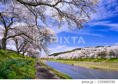 夏井千本桜 満開の桜並木と夏井川の清流 青空広がる春の風景 福島県小野町 138986590