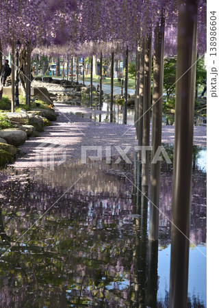 津島天王川公園 フジと天王川(愛知県津島市) 津島天王川公園 フジと天王川(愛知県津島市) 138986604