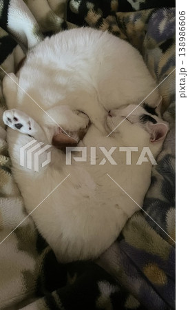 重なり合って眠る仲良しの猫たち 138986606