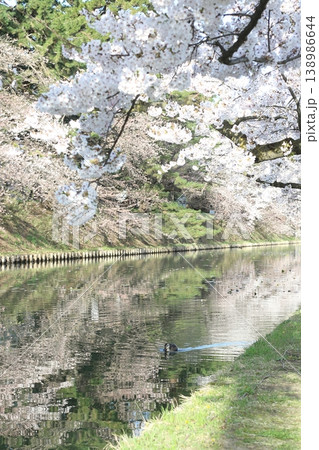 桜が気持ちいいよね 138986644