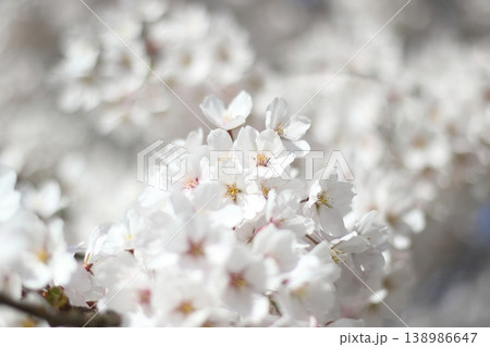 白い桜 138986647