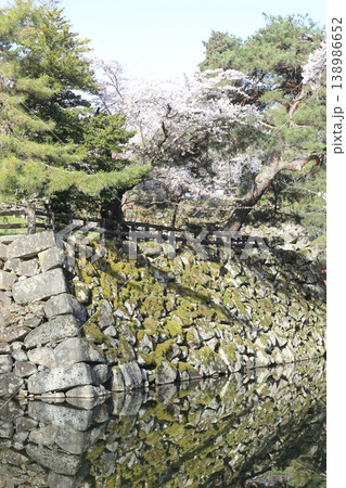 石垣に咲く桜 石垣に咲く桜 138986652