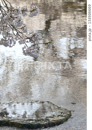 日陰の桜 日陰の桜 138986669