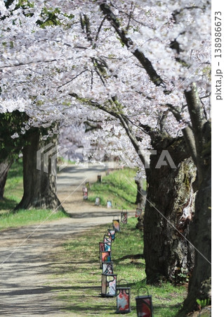 桜の下を歩く 桜の下を歩く 138986673