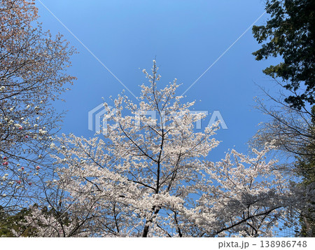 青空へ伸びる桜の梢・見上げの春景色 2 138986748