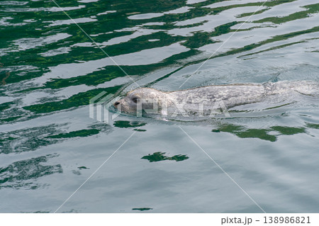 Common seal swimming in the outdoor saltwater pool at the Aquarium Finisterrae in A Coruna. 138986821