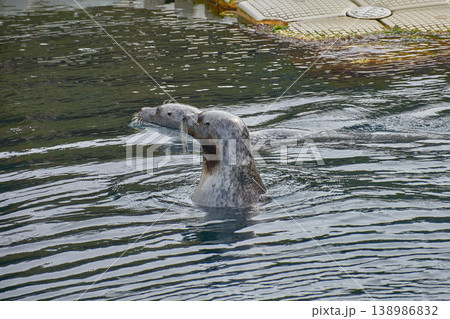 Common seal swimming in the outdoor saltwater pool at the Aquarium Finisterrae in A Coruna. 138986832