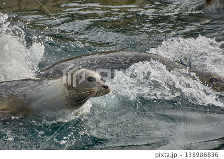 Common seal swimming in the outdoor saltwater pool at the Aquarium Finisterrae in A Coruna. 138986836