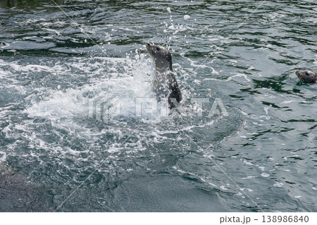 Common seal swimming in the outdoor saltwater pool at the Aquarium Finisterrae in A Coruna. Common seal swimming in the outdoor saltwater pool at the Aquarium Finisterrae in A Coruna. 138986840