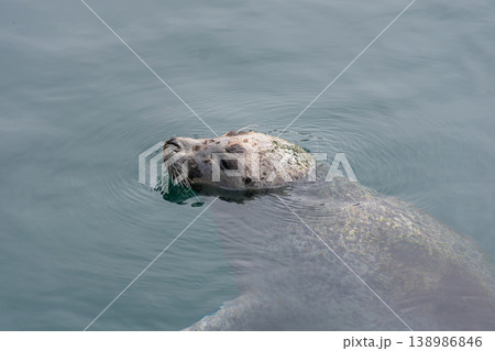 Common seal swimming in the outdoor saltwater pool at the Aquarium Finisterrae in A Coruna. Common seal swimming in the outdoor saltwater pool at the Aquarium Finisterrae in A Coruna. 138986846