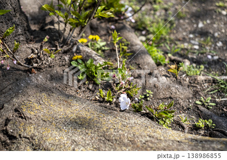 根の近くから咲く、一輪の桜 根の近くから咲く、一輪の桜 138986855