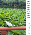 神奈川県鎌倉の旗上弁財天社　源氏池の蓮の葉っぱと鳩 138986873