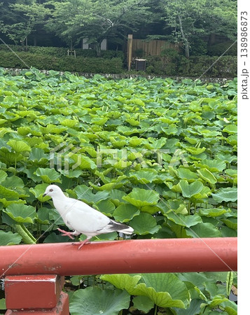 神奈川県鎌倉の旗上弁財天社　源氏池の蓮の葉っぱと鳩 138986873