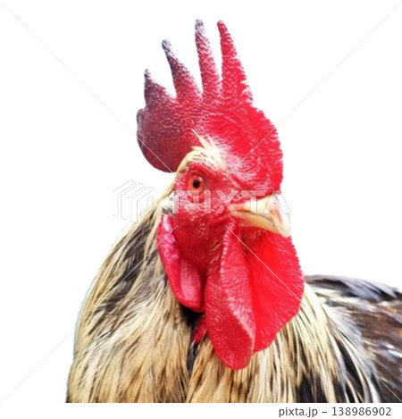Rooster head isolated on white background Rooster head isolated on white background 138986902