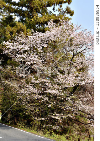 桂の道沿いの桜 138986954