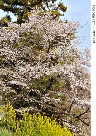 桂の道沿いの桜 138986955