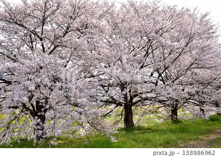 桂の背割の桜 桂の背割の桜 138986962
