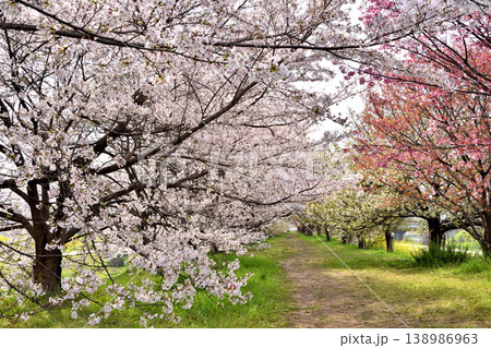 桂の背割の桜 桂の背割の桜 138986963