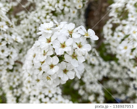 Flower 花 Flower 花 138987053