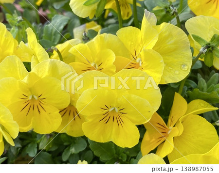 Flower 花 Flower 花 138987055