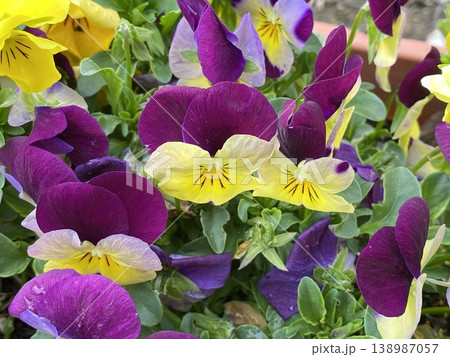 Flower 花 Flower 花 138987057