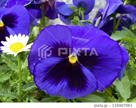 Flower 花 Flower 花 138987061