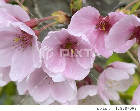 Flower 花 Flower 花 138987068