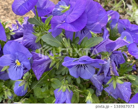 Flower 花 Flower 花 138987073